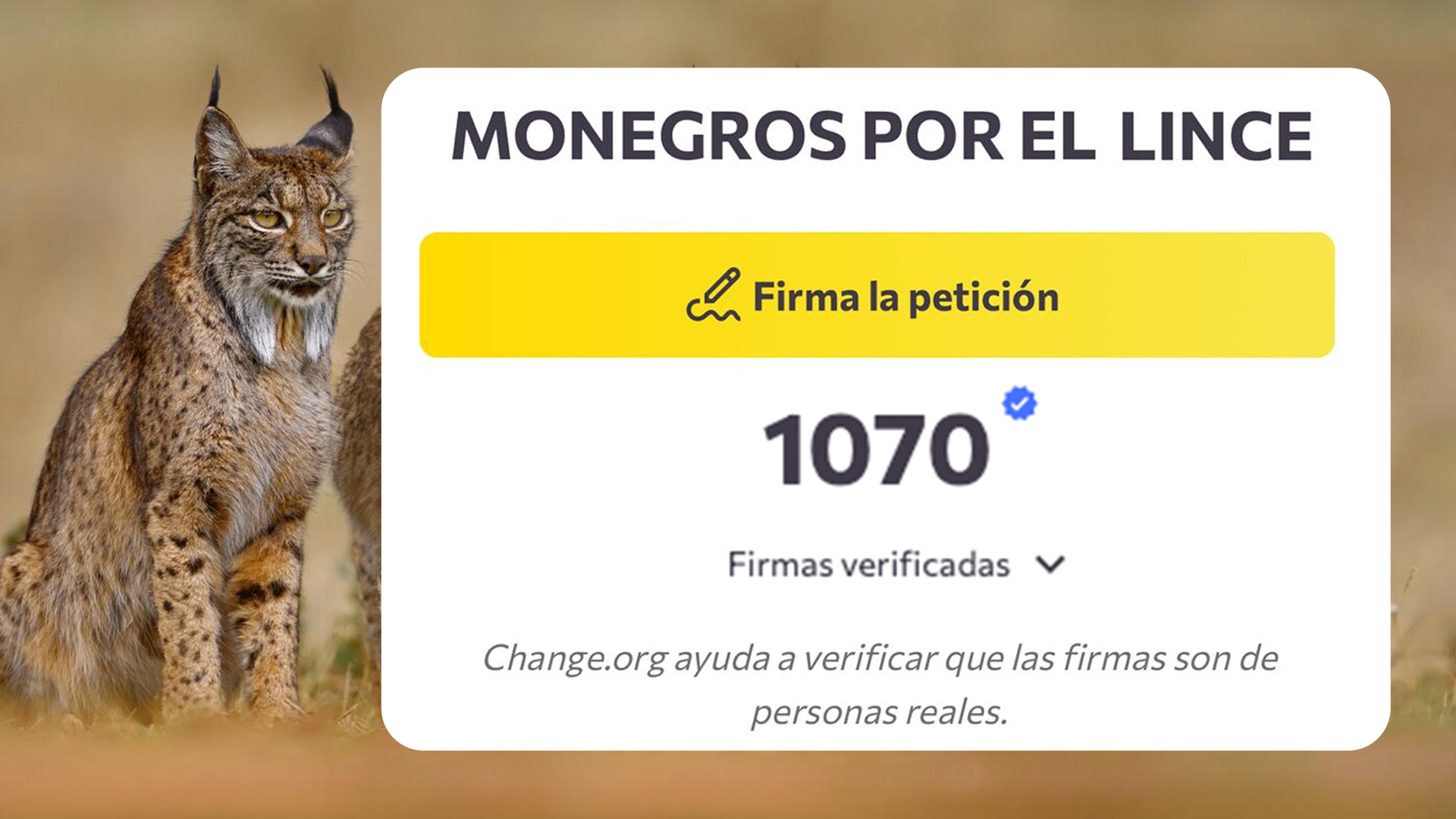 Más de 1.000 firmas a favor del lince ibérico en Monegros sur