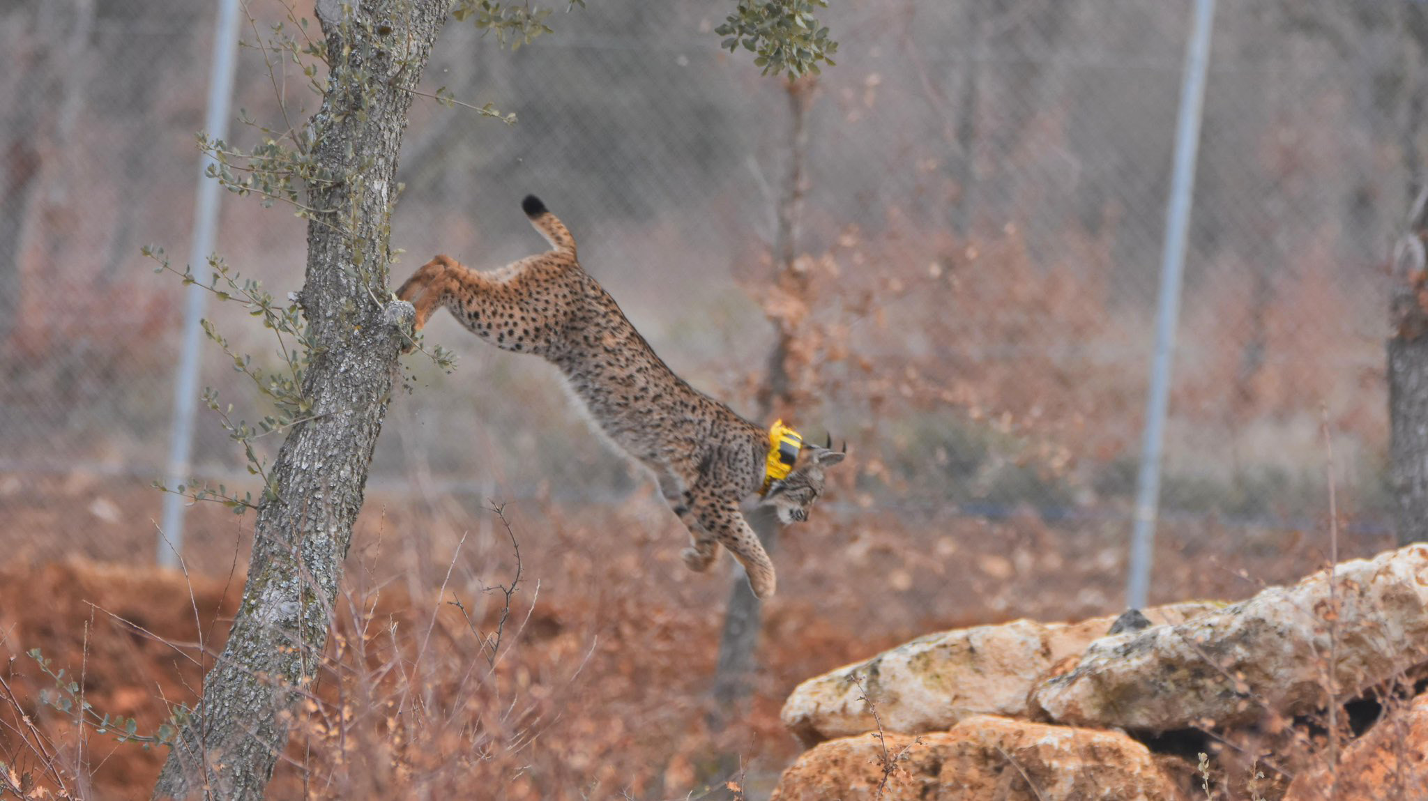 Liberación de dos linces ibéricos en Palencia