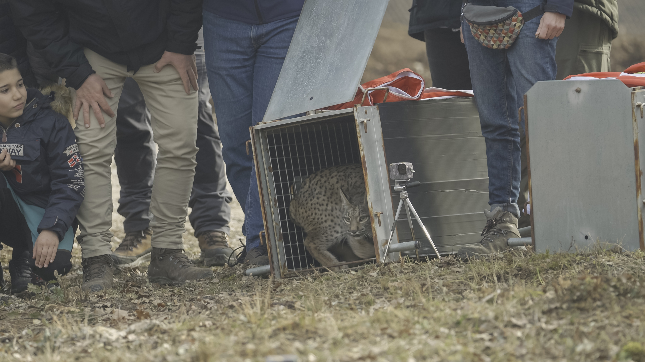 Suelta de los dos linces con niños, cazadores, ganaderos y políticos en la liberación en Astrudillo, Palencia - El Retorno del Guardián, documental sobre la reintroducción del lince ibérico en Monegros sur (Aragon), Agencia de comunicación: Apache Comunicación