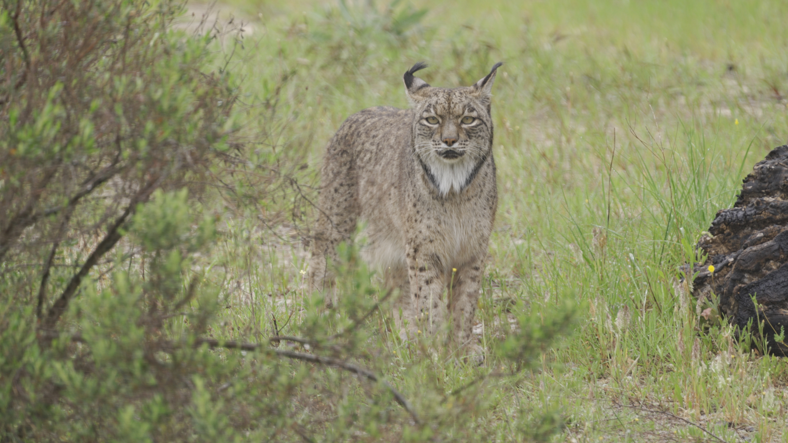 El Retorno del guardián en Doñana fotografiando el lince ibérico