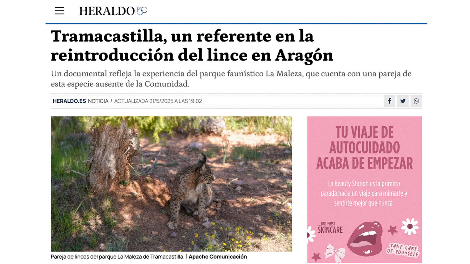 Tramacastilla, un referente en la reintroducción del lince en Aragón