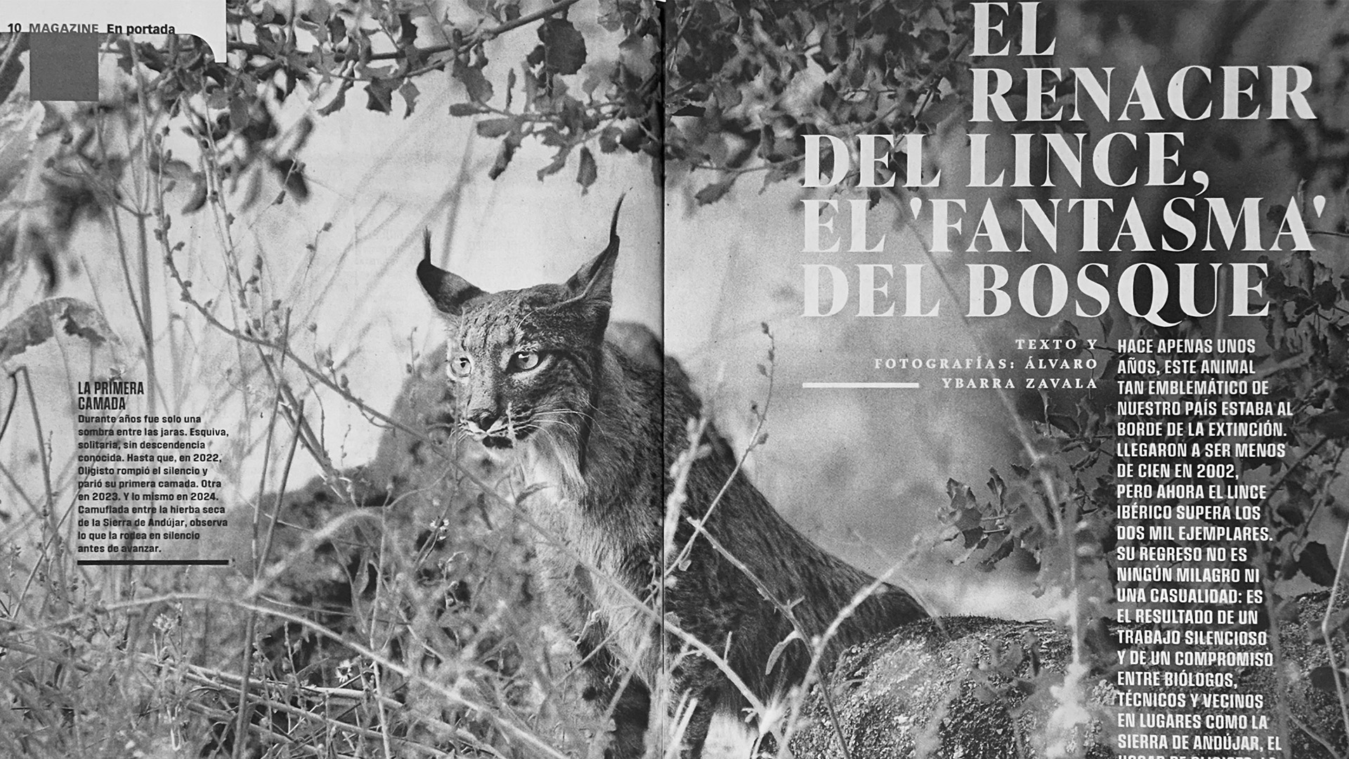 Artículo en El XL Semanal de El Pais sobre el Lince iberico
