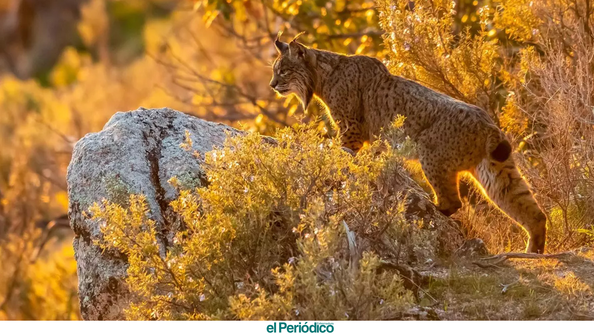 Linces ibéricos en el parque de Monfragüe (Cáceres) en El Periódico de Extremadura