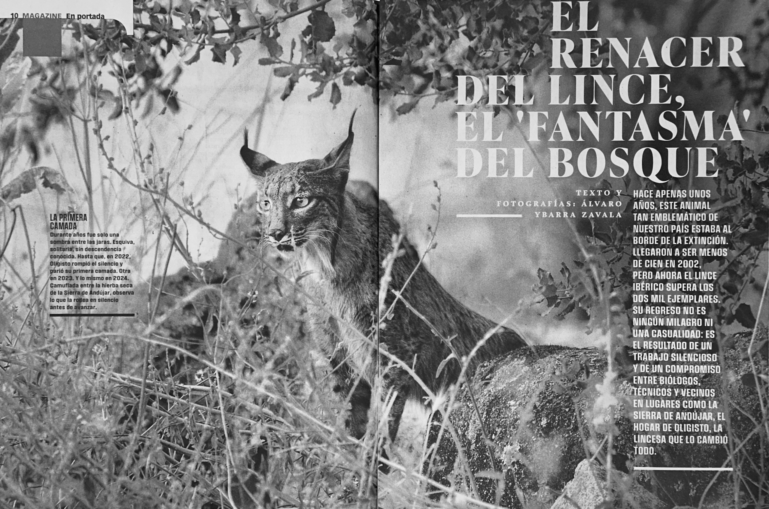 Artículo en El XL Semanal de El Pais sobre el Lince iberico - El Retorno del Guardian