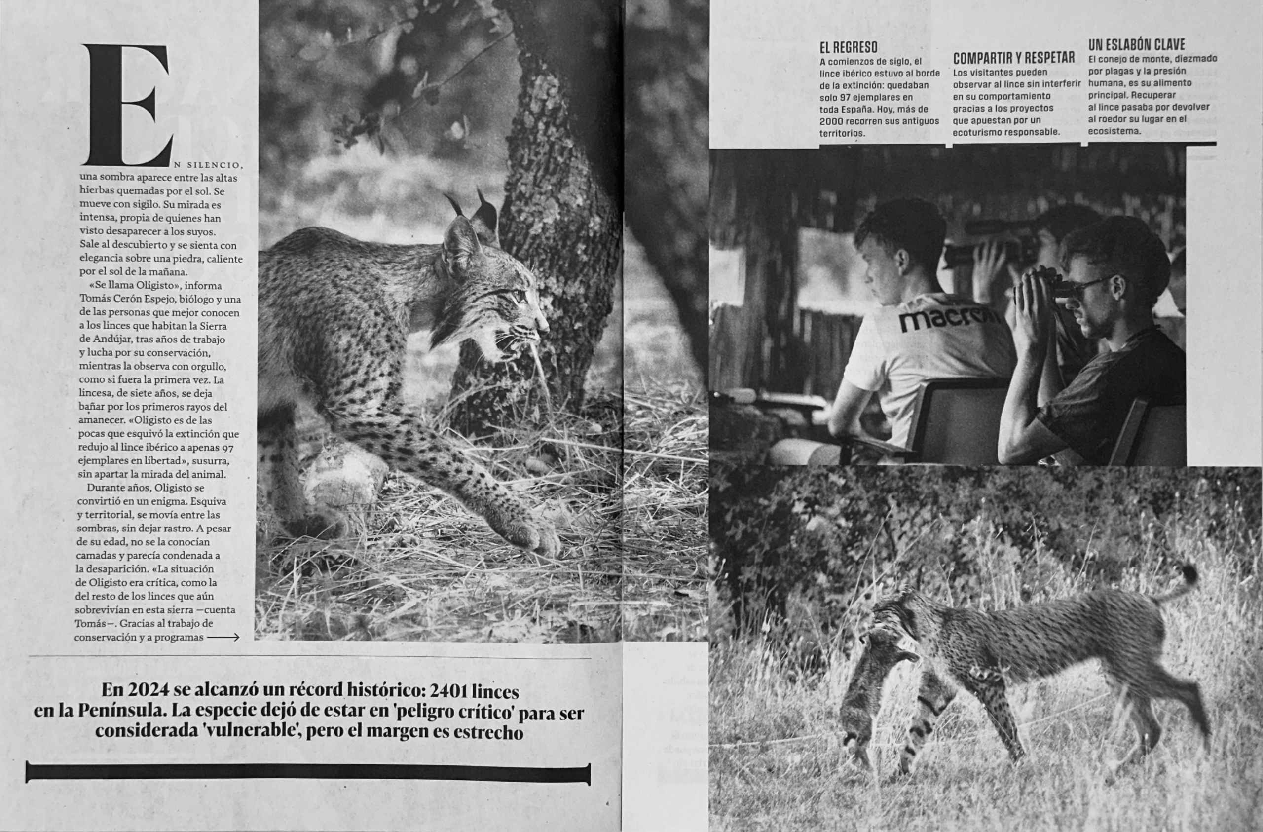 Artículo en El XL Semanal de El Pais sobre el Lince iberico - El Retorno del Guardian