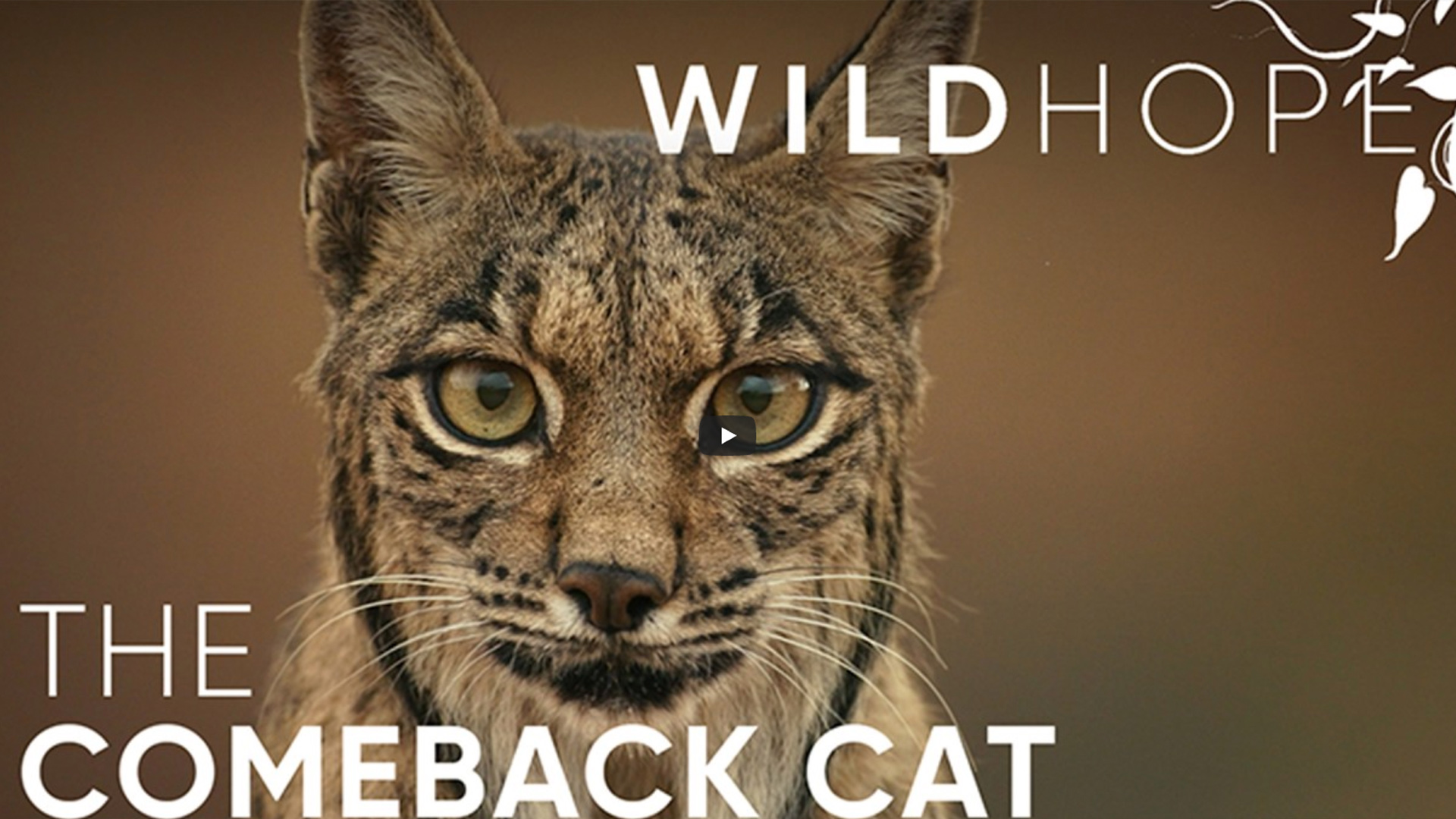 La notable recuperación del lince ibérico por WILD HOPE