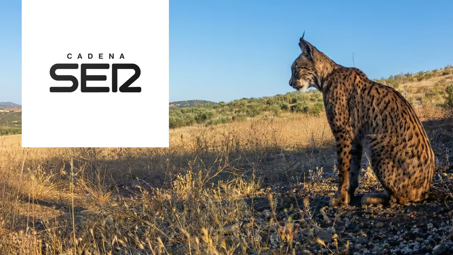 Así se gestiona un coto con linces en Sierra Morena