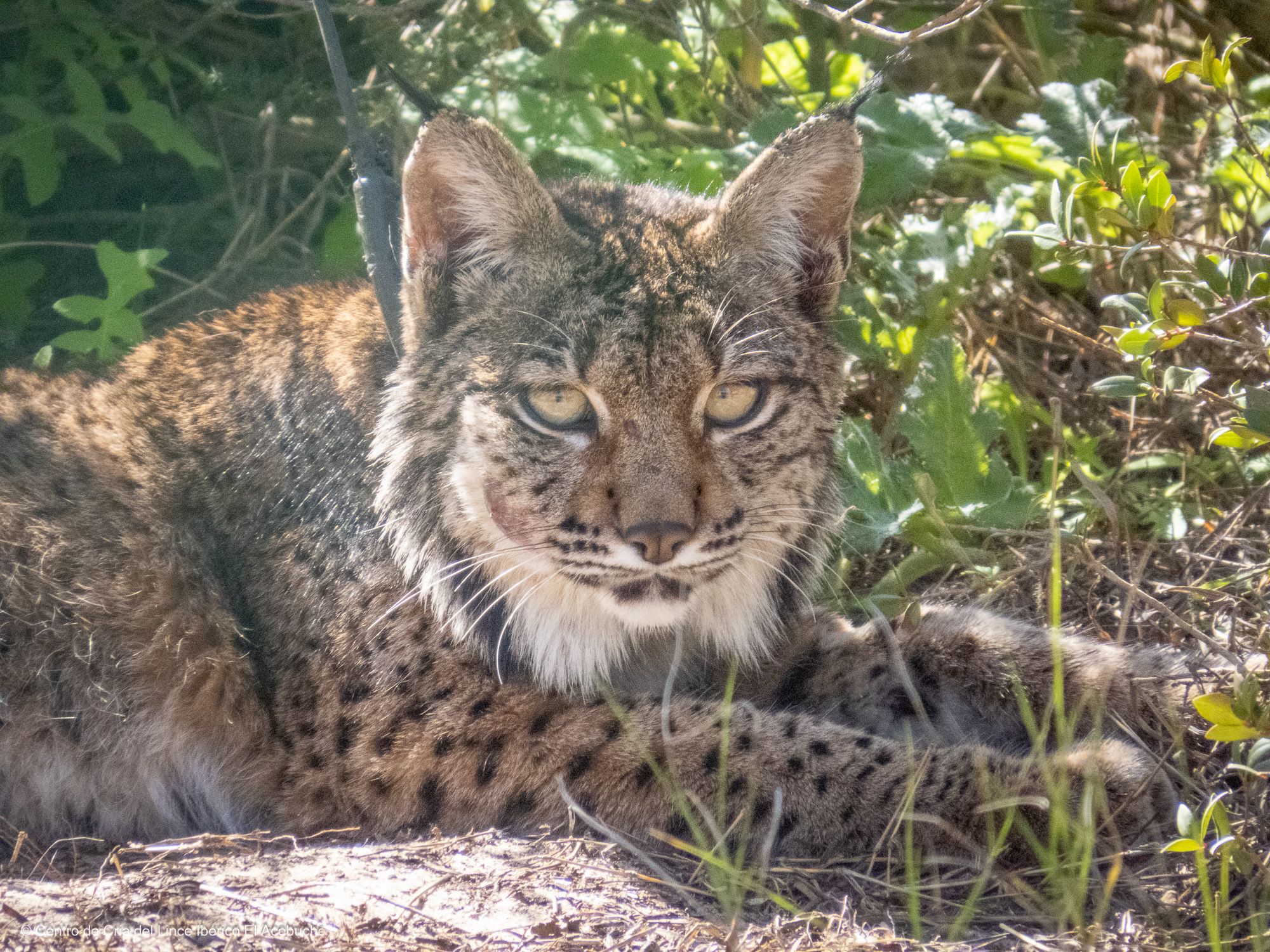 Waka la primera lince iberica hembra Aragon