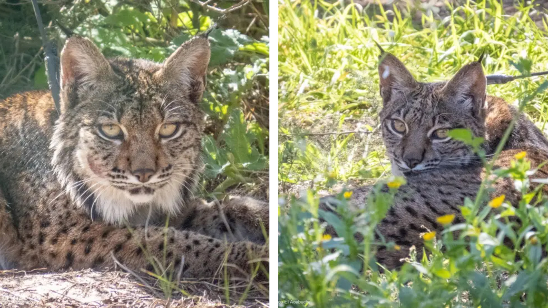 Windtail y Winx, la pareja de linces que llegará a Aragón