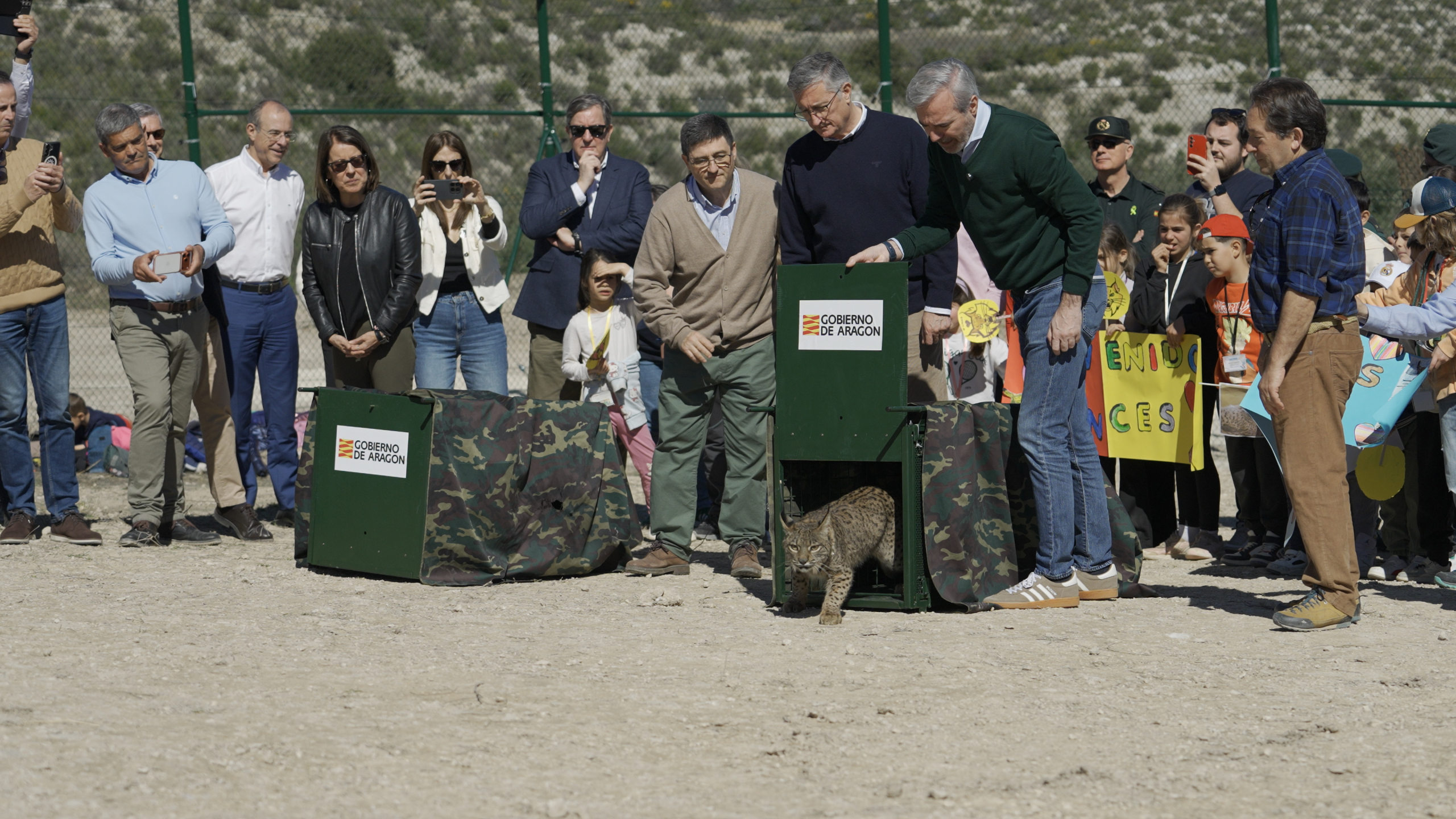 Aragón se convierte en la primera comunidad autónoma del noreste peninsular en recuperar el lince ibérico