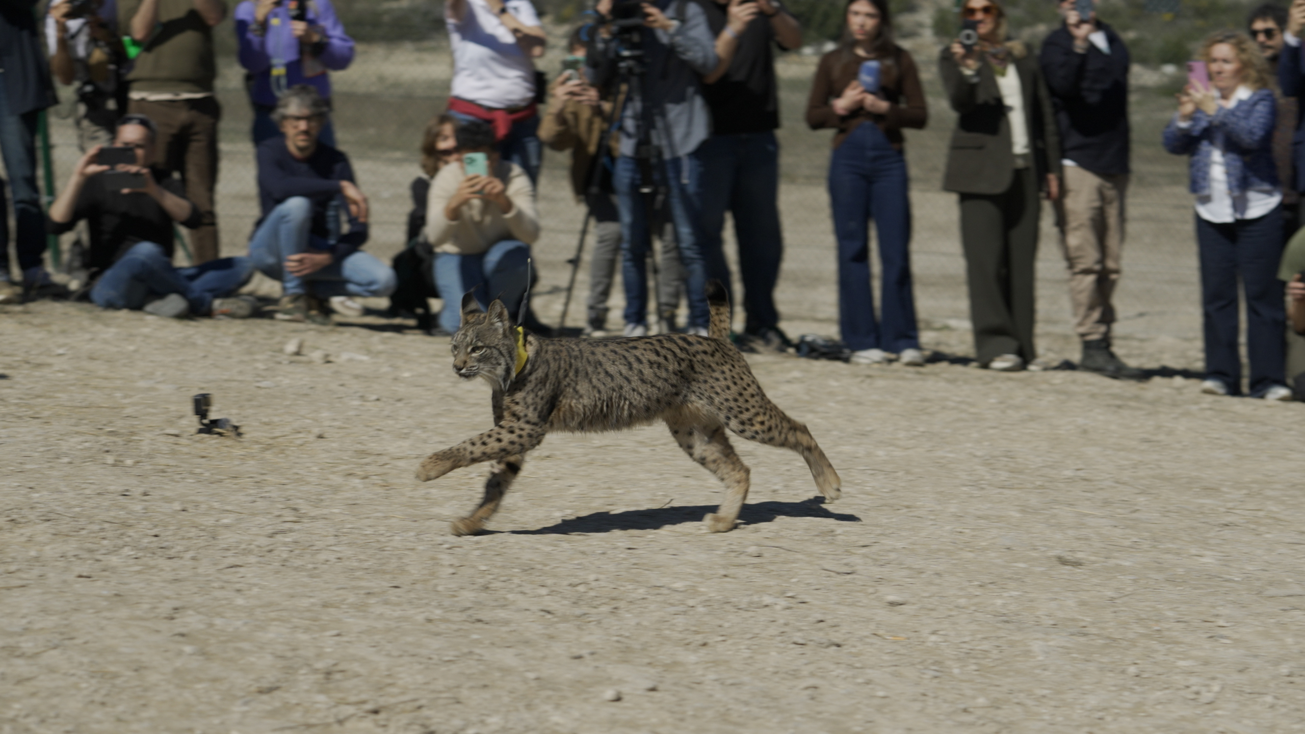 Aragón se convierte en la primera comunidad autónoma del noreste peninsular en recuperar el lince ibérico