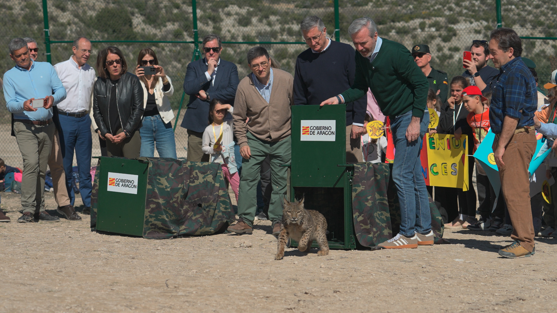 Aragón suelta en la estepa zaragozana dos linces ibéricos