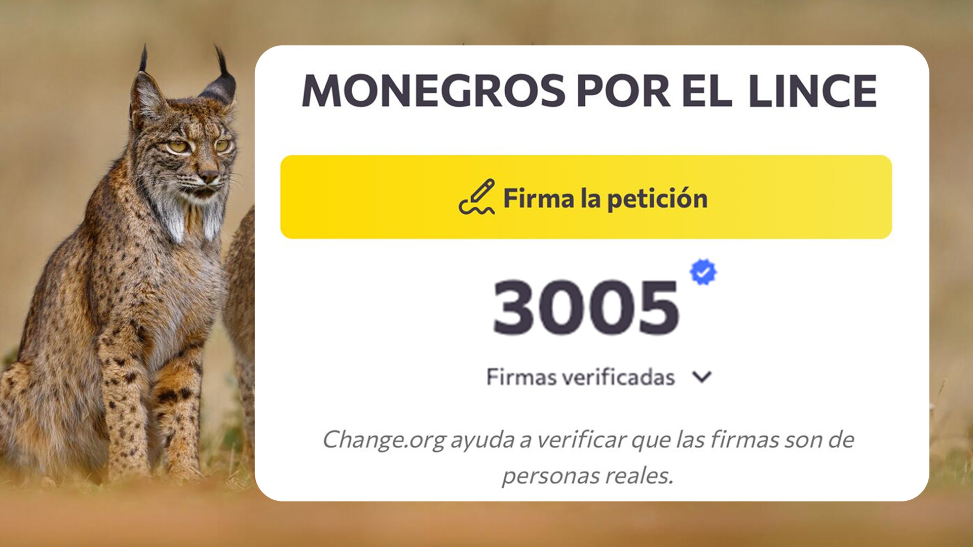 Superadas las 3000 firmas en la campaña a favor del Lince Iberico en Monegros sur
